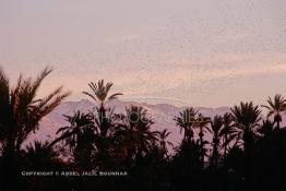 Image du Maroc Professionnelle de  un fabuleux coucher du soleil aux couleur jaune arrangé, avec un magnifique spectacle offert par des milliers d'oiseaux qui envahissent l’horizon au milieu des palmiers de la palmeraie de Marrakech, juste avant le développement de l'urbanisme de Marrakech, qui a impliqué un très vaste programme croissant de construction. Lundi 19 Août 1997. Youssef ben Tachfine des Almoravides avait crée cette vaste palmeraie sous forme d'oasis irriguée par un réseau de canalisations ancestral souterrain khettara, pour exploiter les nappes phréatiques locales. Ce havre de paix peut être visité en voiture, ou à dos de chameau. (Photo / Abdeljalil Bounhar) 